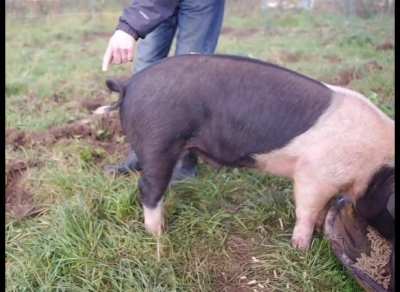 Simple trick to make a pig's curly tail straight.