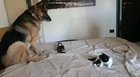 "No fights on this bed" said the German Sheppard