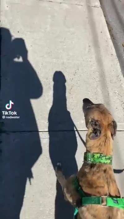 What da dog doin?