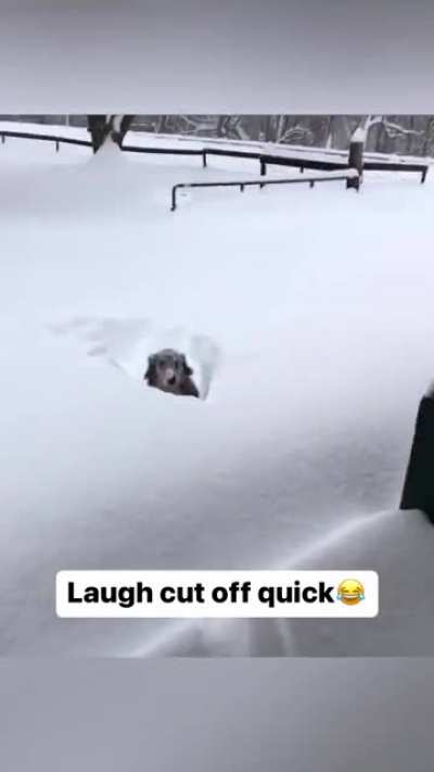 Disappearing doggo ?