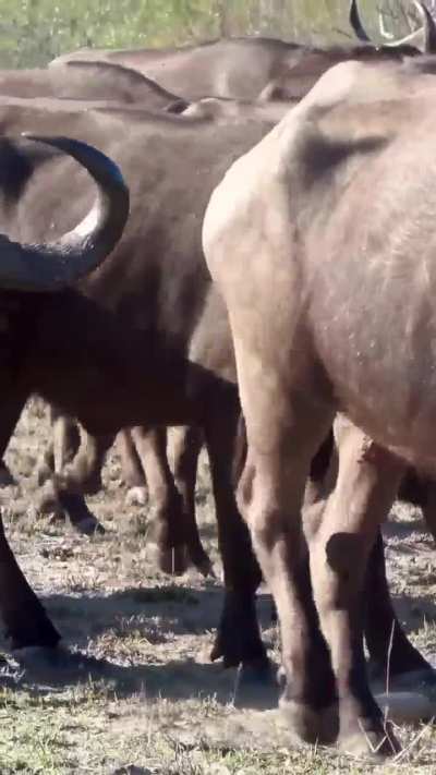 ? Lucky tortoise survives passing herd of Cape buffalo at Mala Mala Game Reserve