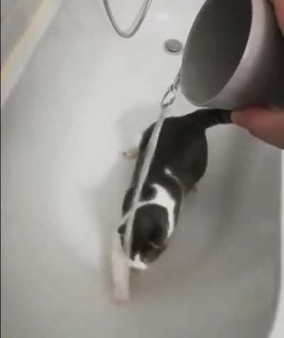 Attack Cat