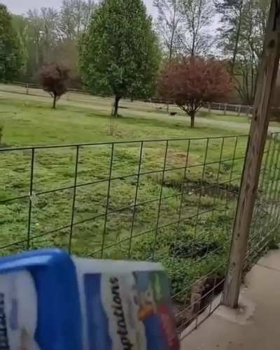 believe me this is the fastest way calling your cat ?? ...who agrees ??? ?