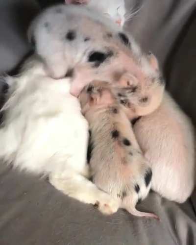 Piggies snuggling with cat!