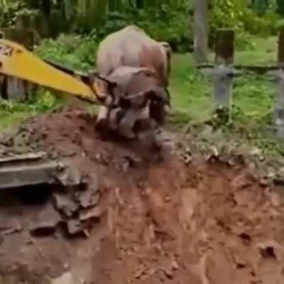 Using an excavator to help an elephant