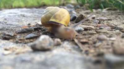 ? This spectacularly smooth snail at 48x speed.