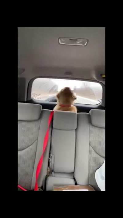Must bite windshield wiper