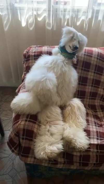 Afghan floof