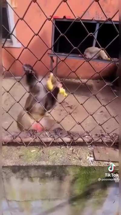The monkey should have thrown the banana at the guy