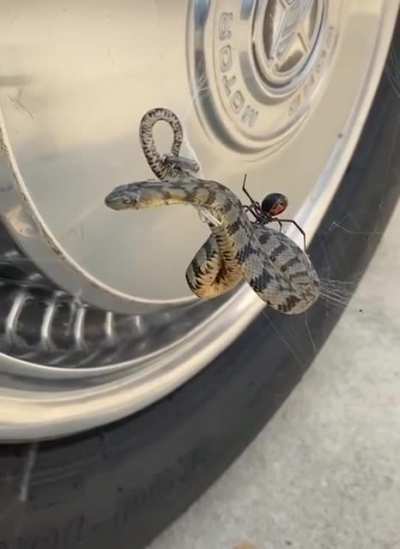 ? black widow > snek
