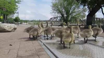 Note to self: DO NOT FART while filming a close-up video of Canada Geese goslings ??