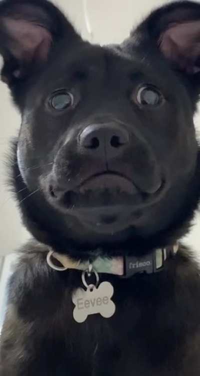 The look she always gives me right before pouncing... ?