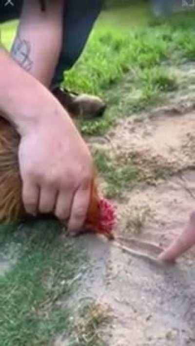 How to hypnotize a rooster