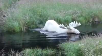 ? Extremely rare white moose captured on video in Sweden