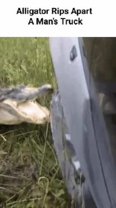 Alligator VS Truck..... Coming Soon