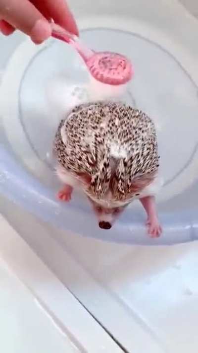 Just a tiny hedgehog having a bath.