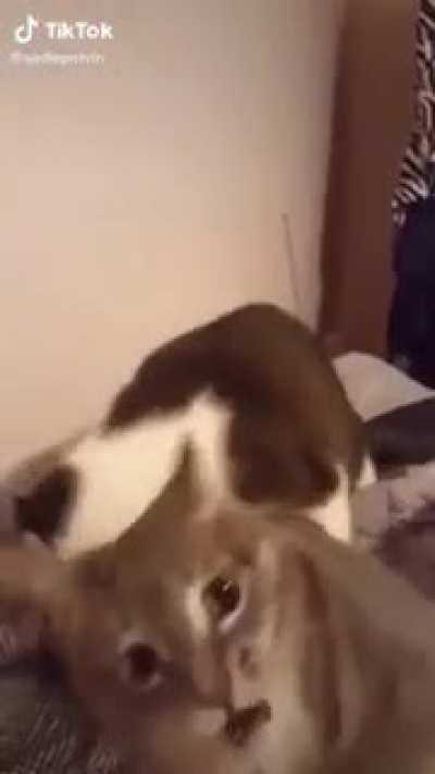 Cat nip