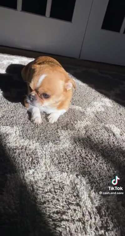 Average little dog
