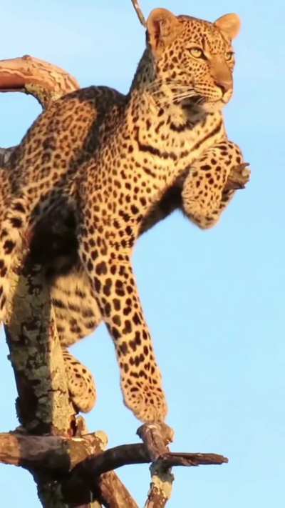 ? Leopard perched high in a tree