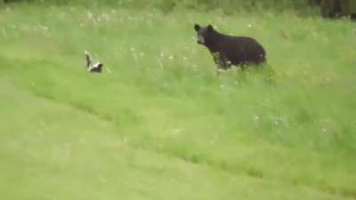Chasing a Skunk