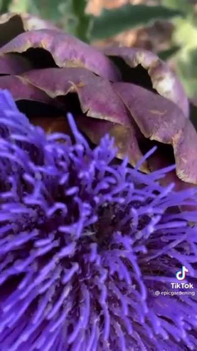 Artichoke flower ?