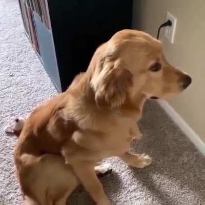 Let's get a dog, he said, they are so cute and good??