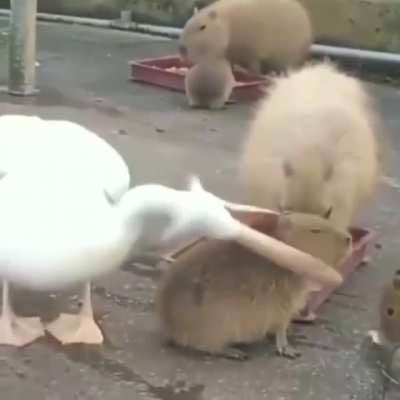 Making them your lunch while they’re trying to eat lunch