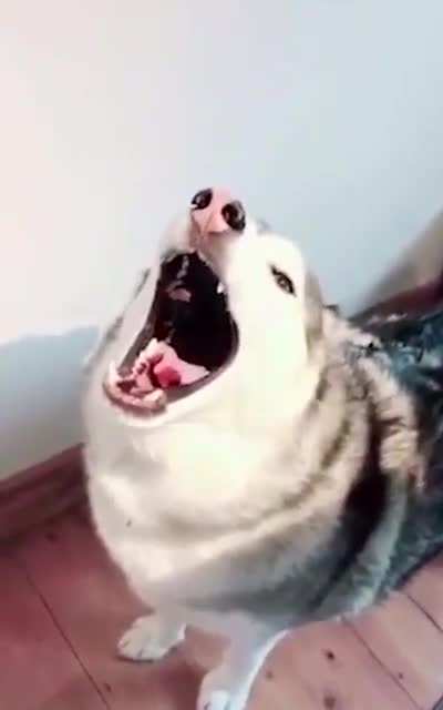 That look on the third dog's face...