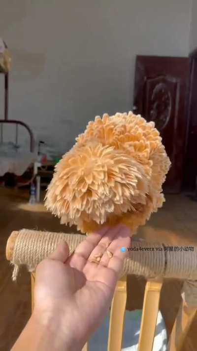? Buff-laced polish chicken has a distinctive appearance..