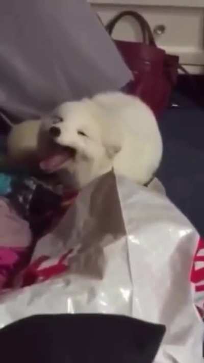 Dog laugh was hilarious ??