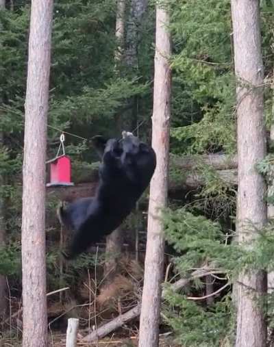 ? When a new bird species visits your bird feeder