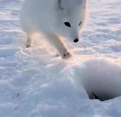? A curious little Arctic fox trying to steal some fish from a fisherman ?