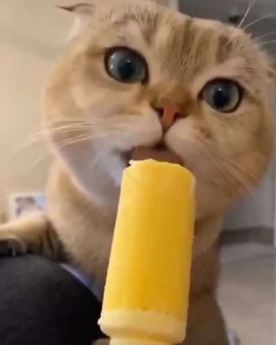 Ice cream shock ?