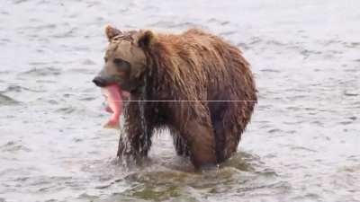 ? Grizzly Bear Charges Straight Past Photographers