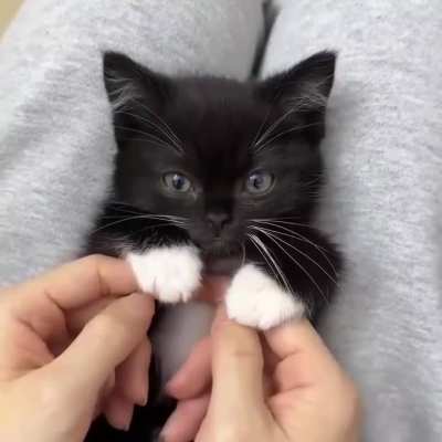 Paws-itively irresistible! ?