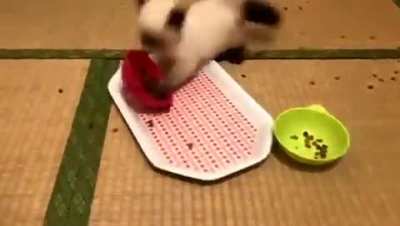 Newly fostered kittens haven't quite figured out mealtimes yet