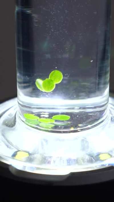 Photosynthesis in real-time
