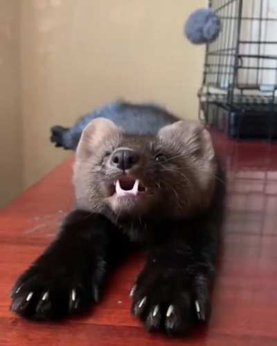 ? This sable is preposterously cute. :o <3