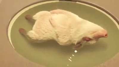 A pets hot tub