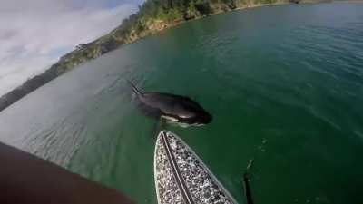 ? Orca inspects a paddle boarder.