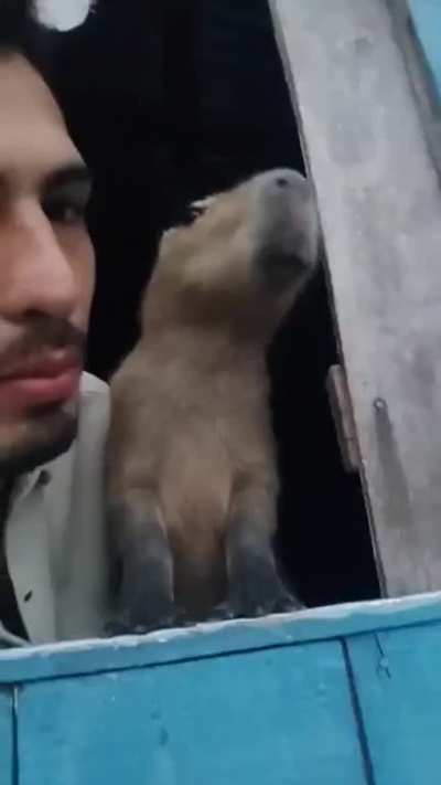 Just a man and his Capybara hanging out...