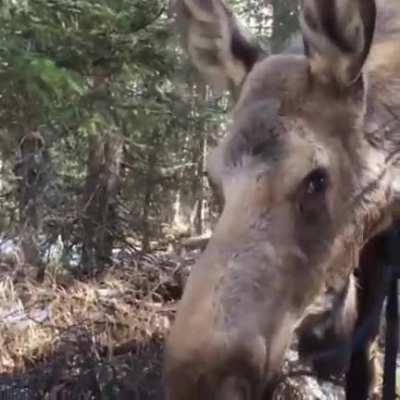 ? Big curious moose checking out a wildlife photographer