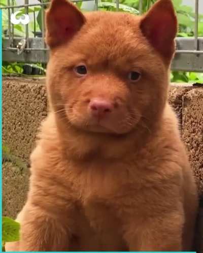 Don’t know if it’s a dog or a cat... ??‍♂️