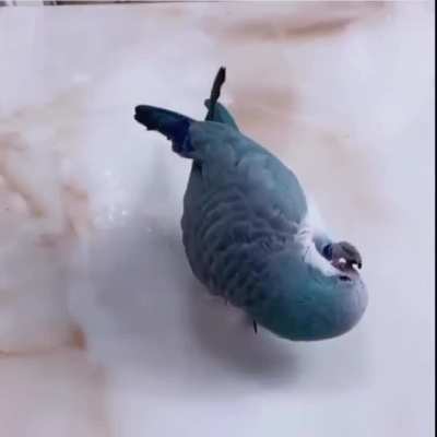 SmartBirb