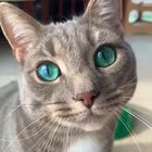 Those emerald eyes! ??