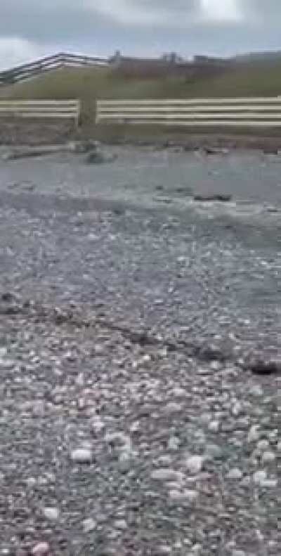 ? Rabbit emerges from the ocean