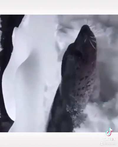 put seals over my psychotic sounding uncontrollable laughter episode ?