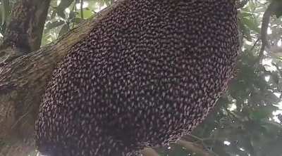 Giant Honeybees protect their hive from predators with a ripple effect known as "shimmering.”