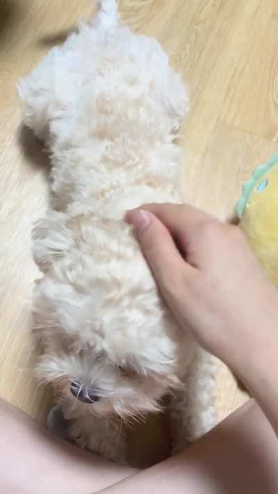 Why stop pet?