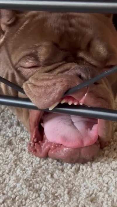 Is Tank derpy enough?